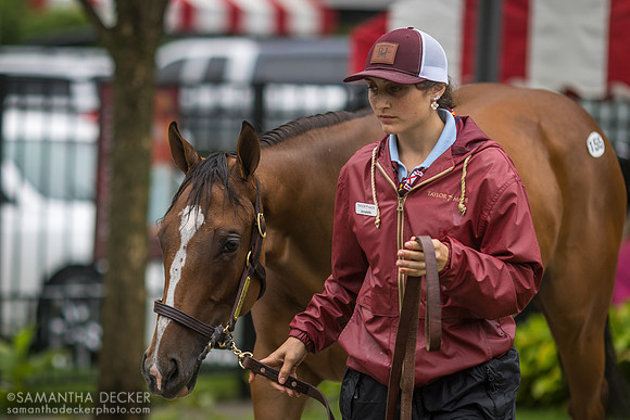 Yearling at Fasig-Tipton