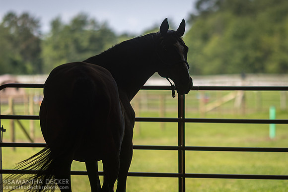 Forest Spirit, Therapeutic Horses of Saratoga