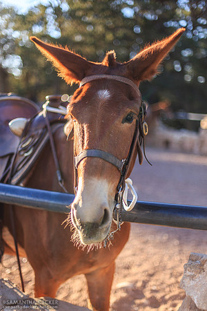 Bright Angel Mule, Grand Canyon