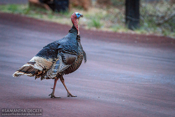 Turkey, Zion National Park
