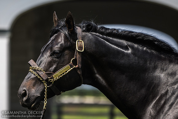 Zandon, Spendthrift Farm