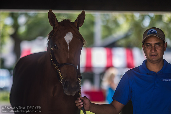 Yearling at Fasig-Tipton