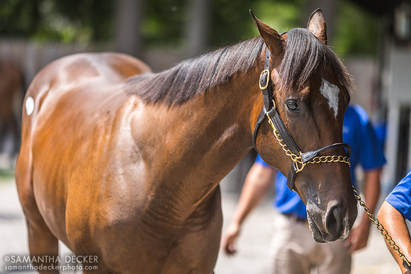 Yearling at Fasig-Tipton