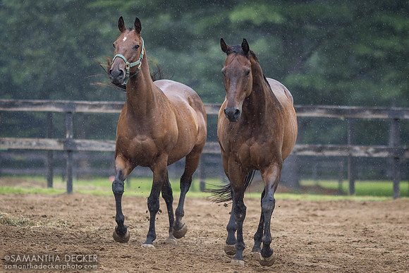 Doc N Roll and Strummer, Old Friends at Cabin Creek, Greenfield, NY