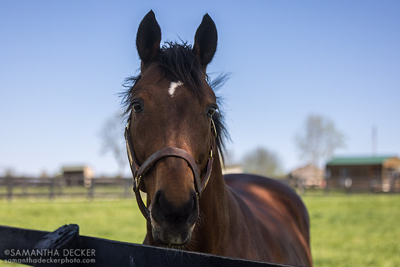 Big Brown, Old Friends, Georgetown, KY, 2025
