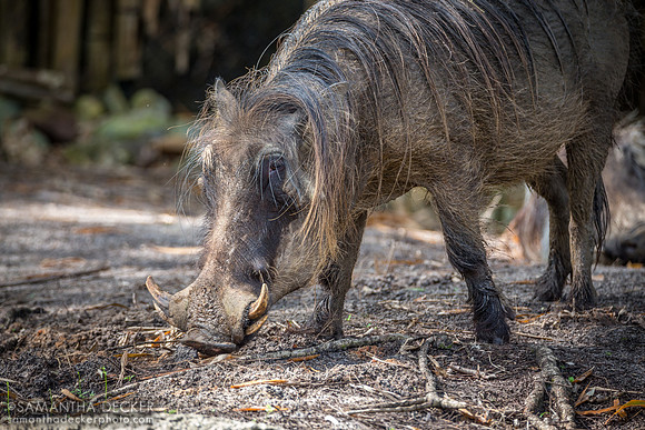 Warthog, Kilimanjaro Safaris, Disney's Animal Kingdom