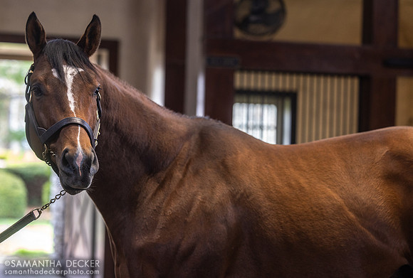 Newgate, Three Chimneys Farm, Midway, KY