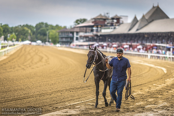 Gunite gets walked back to the barn after winning the Grade II Amsterdam Stakes