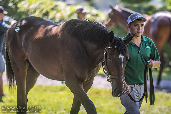 Mc Vay as a yearling, Fasig-Tipton