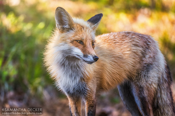A fox in Wellfleet, MA