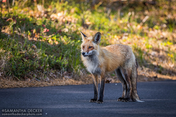 A Fox in Wellfleet, MA