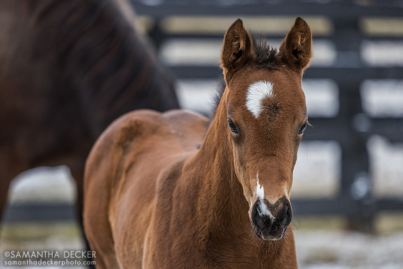 See Me Now 25 (filly by Warrior's Charge), Irish Hill Century Farm