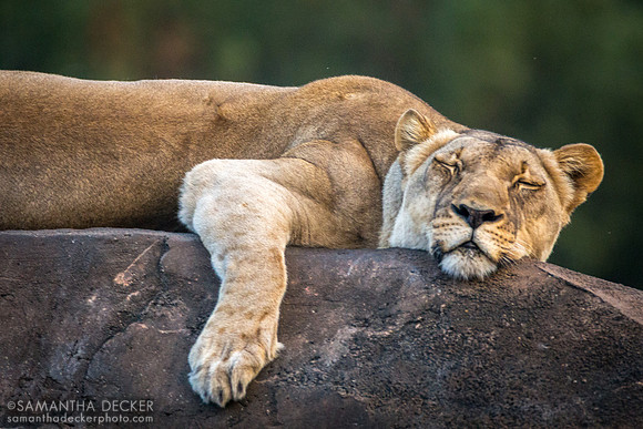 Lioness Sleeping, Kilimanjaro Safaris, Disney's Animal Kingdom, Walt Disney World