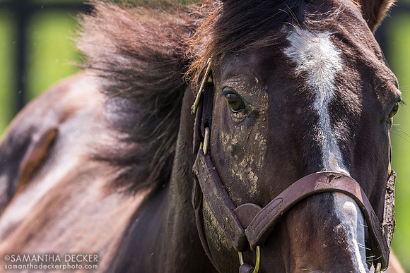 War Front, Claiborne Farm, 2024