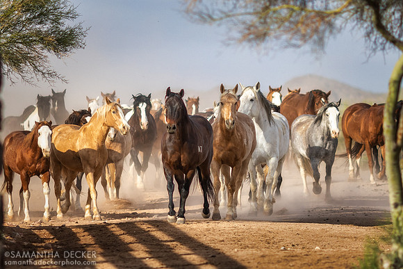 Horses on Their Morning Run, Rancho de los Caballeros, Wickenburg, AZ