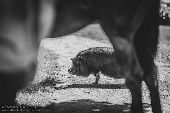 Porkchop