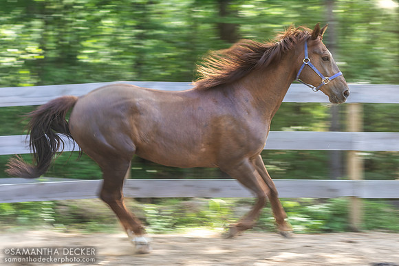 Oscar, The Horsey Hostess, Saratoga Springs, NY