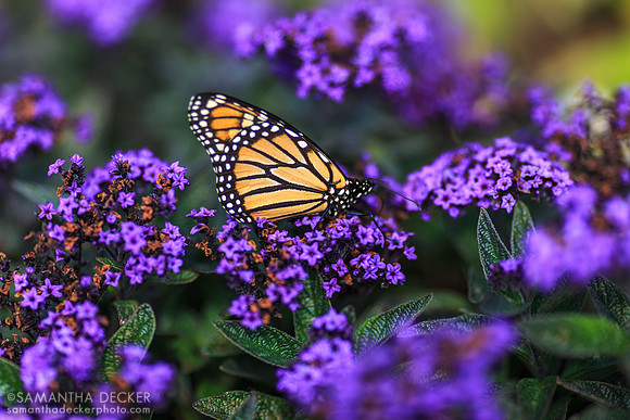 Butterfly outside Rosecliff, Newport, RI
