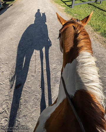 Riding Odis at Rolling Oaks Morgans, Gansevoort, NY, 2022