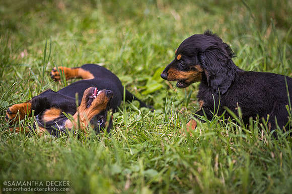 Cooper and Piper