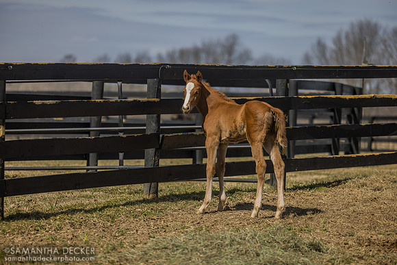 filly o/o Evening Primrose at 13 days old