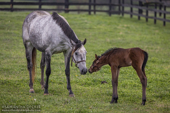 Arabian Gazelles and her 2024 Munnings colt, Airdrie Stud, Midway, KY