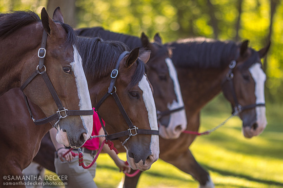 Budweiser Clydesdales at the Oklahoma Track, 2022