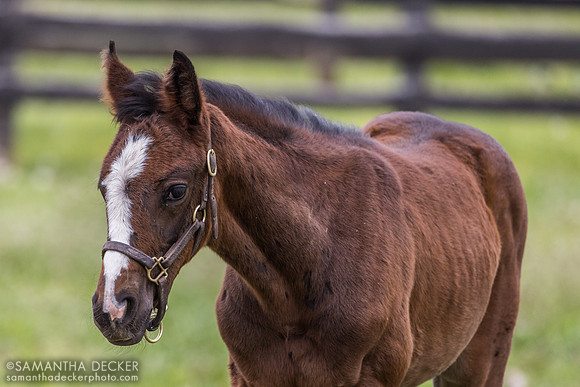 2025 Enticed - Indigo Sunset filly, Magdalena Farm, Lexington KY