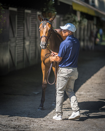 Yearling at Fasig Tipton
