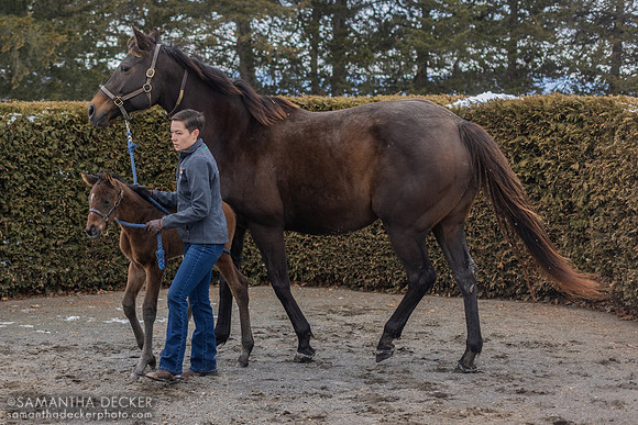 Out First and her Americanrevolution filly, Rockridge Stud