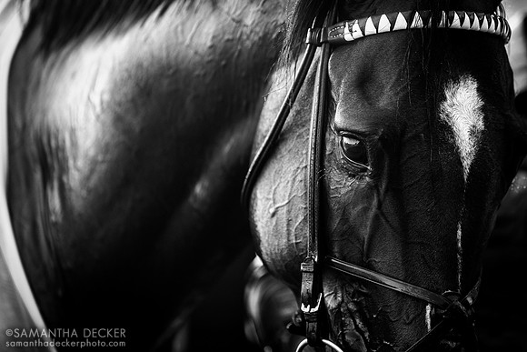 Olympiad after winning the G1 Jockey Club Gold Cup