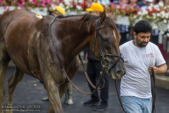 Bank Frenzy wins the Evan Shipman H.