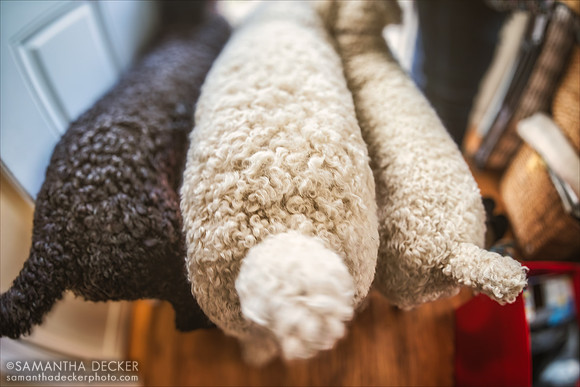 Three Adorable Poodle Butts