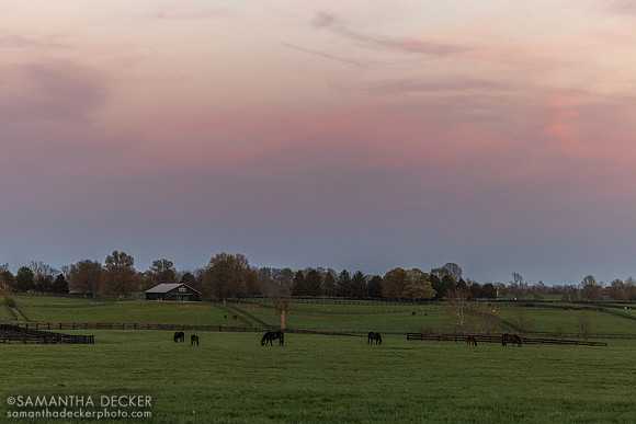 Denali Stud, Paris, KY