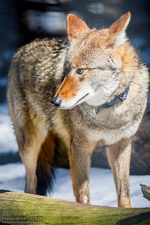 Vicky the Coyote, Adirondack Wildlife Refuge, Wilmington, NY