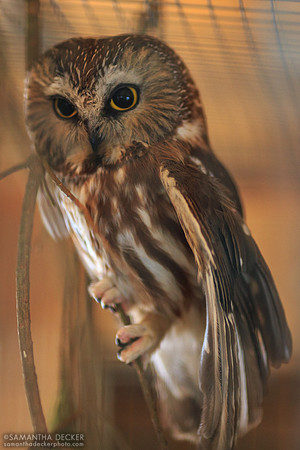 Saw whet owl, Adirondack Wildlife Refuge, Wilmington, NY