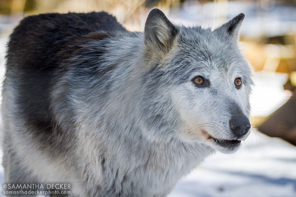 Zeebie the wolf, Adirondack Wildlife Refuge, Wilmington, NY