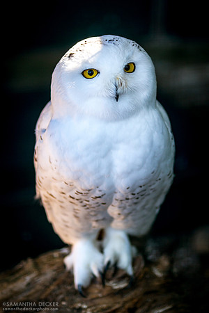Snowy Owl, Adirondack Wildlife Refuge, Wilmington, NY