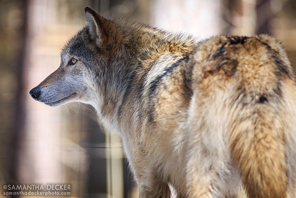 Kiska the wolf, Adirondack Wildlife Refuge, Wilmington, NY