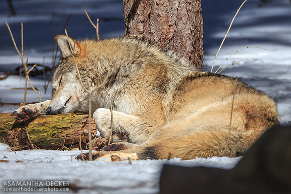 Kiska the wolf, Adirondack Wildlife Refuge, Wilmington, NY