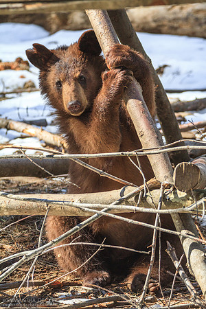 Ahote the Bear Being Playful, Adirondack Wildlife Refuge, Wilmington, NY
