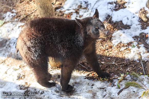 Looking Down at Luvey the bear, Adirondack Wildlife Refuge, Wilmington, NY