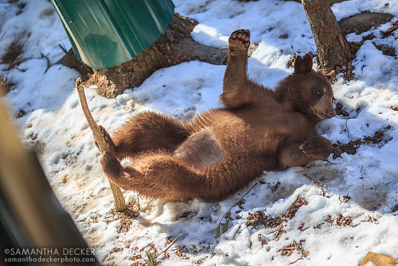 Ahote the bear, Adirondack Wildlife Refuge, Wilmington, NY