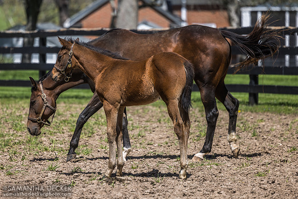 Rachel's Valentina and her 2025 Uncle Mo colt, Stonestreet Farm, Lexington