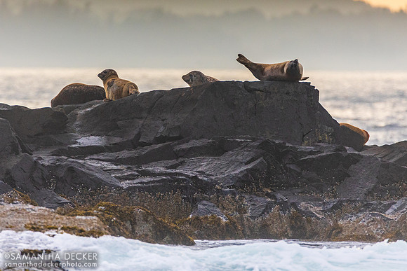 Seals on Egg Rock, Mt. Desert Narrows, ME