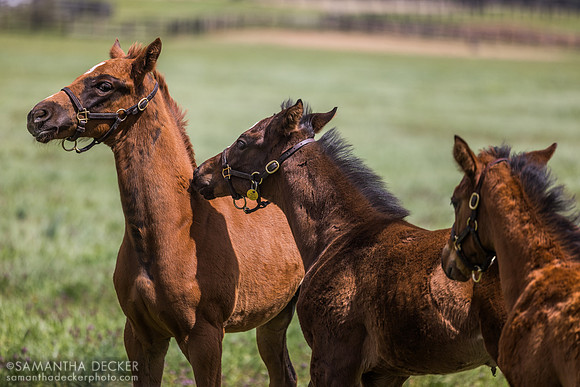 Denali Stud, Paris, KY