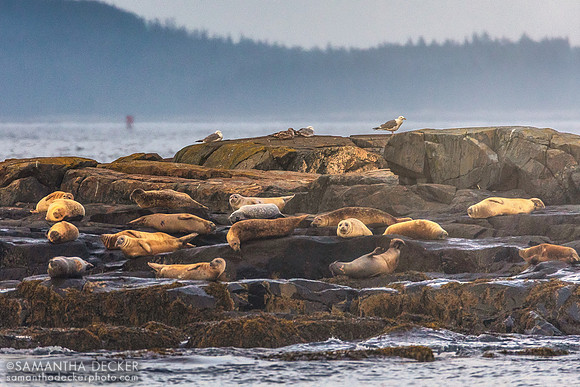 Seals on Egg Rock