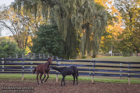 Weanlings at Mahoney Eden Manor, Saratoga Springs, NY