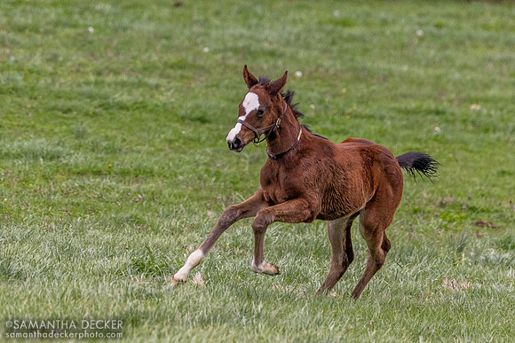 2024 Munnings filly out of Wonderful