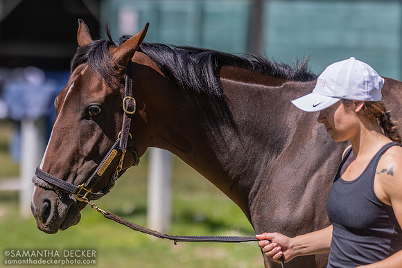 Dornoch and exercise rider Priscilla Schaefer